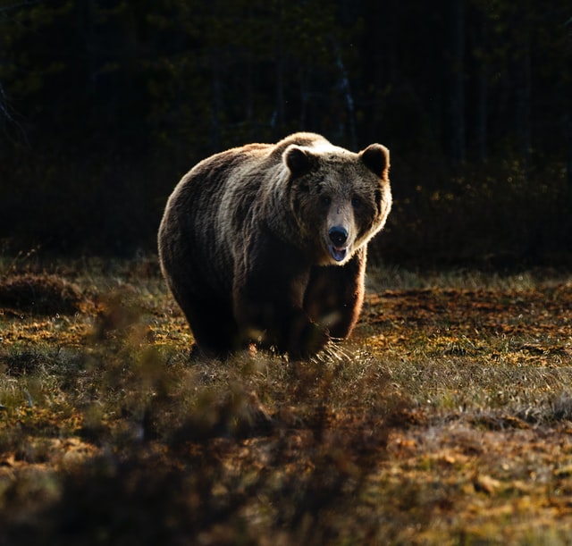 Urso 1