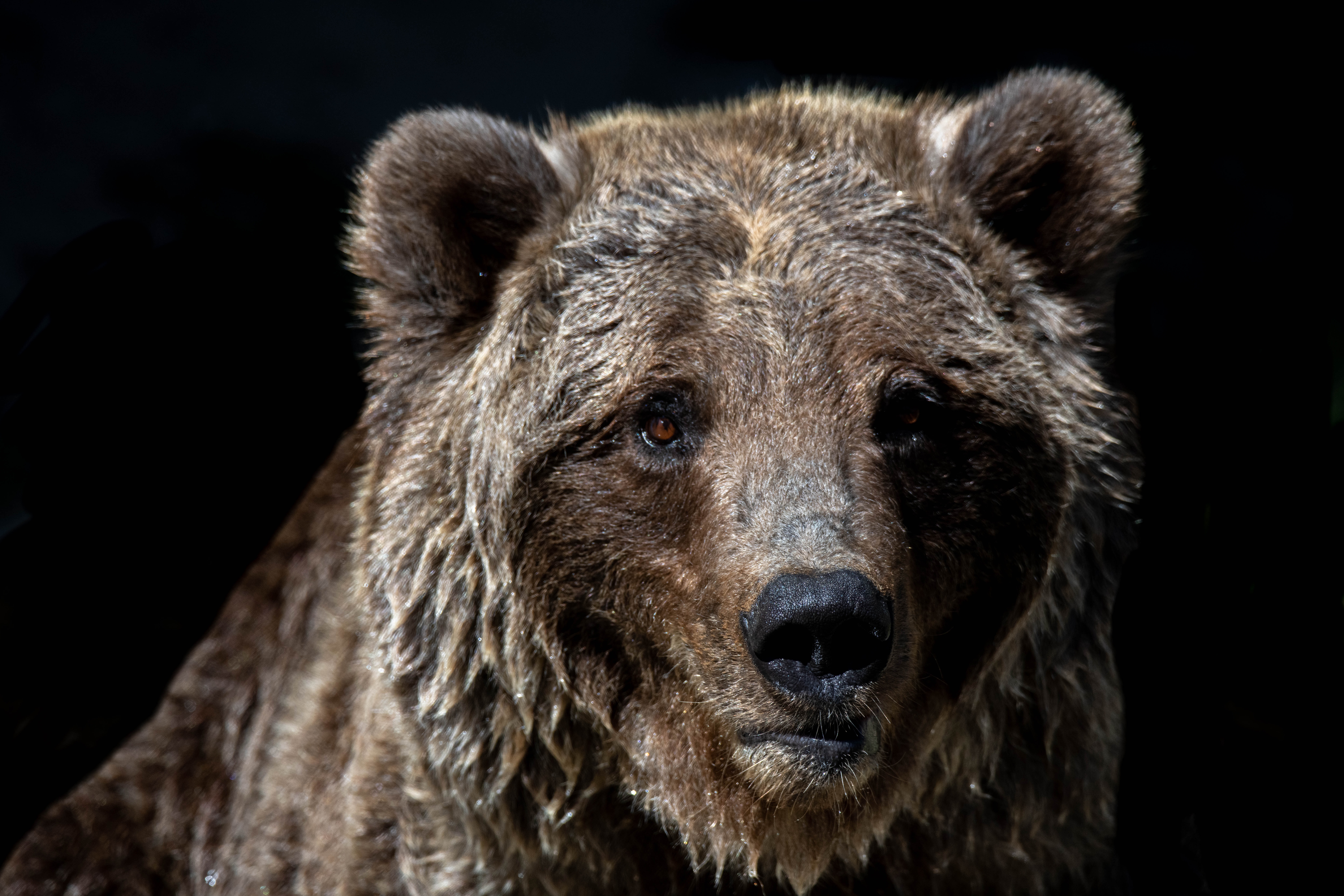 Urso 2