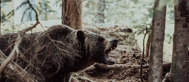 Urso 3